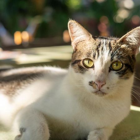 The Barefoot Blondie Village Gili Air Bagian luar foto